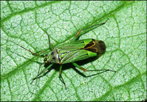 Miridae: Mermitelocerus schmidtii dell''Emilia (MO)